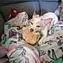 dog, white_dog, plush_toy, blanket, unicorn_pattern, couch, pillow, pet, indoor, cozy, relaxing, chewing, animal, cute, small_dog, home, comfort, resting, fur, ears