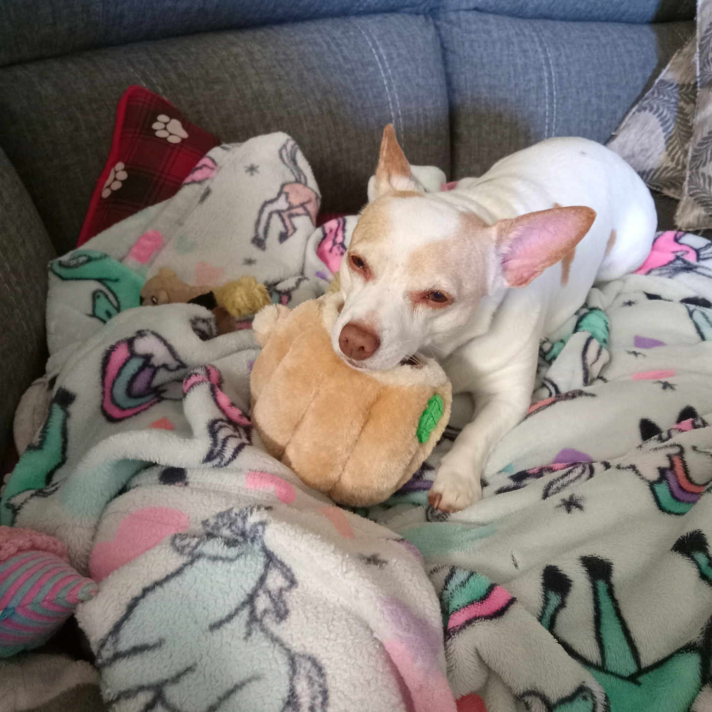 Daisy is registered to the contest to win money with this photo: animal, blanket, chewing, comfort, couch, cozy, cute, dog, ears, fur, home, indoor, pet, pillow, plush_toy, relaxing, resting, small_dog, unicorn_pattern, white_dog