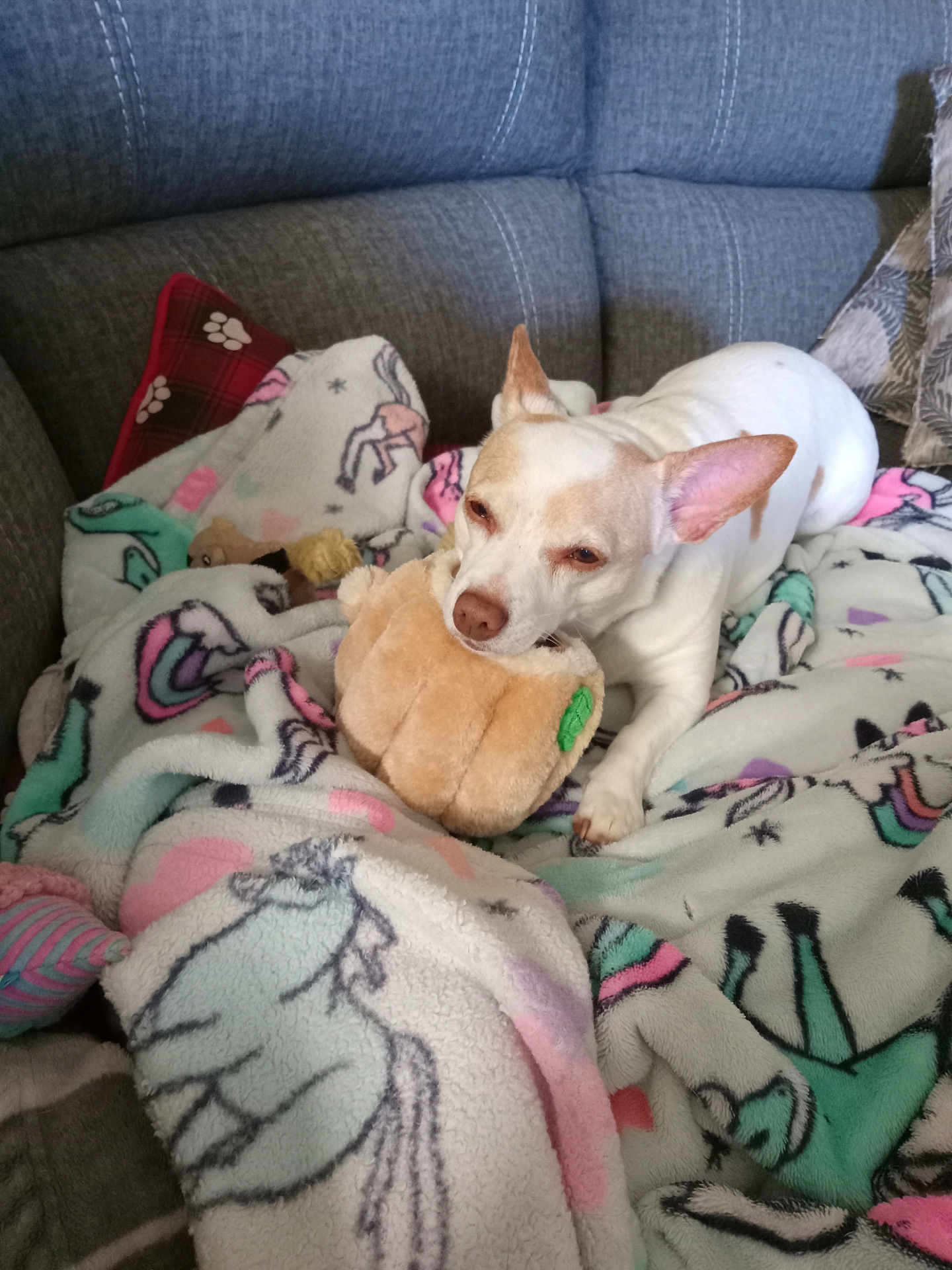 Daisy is registered to the contest to win money with this photo: dog, white_dog, plush_toy, blanket, unicorn_pattern, couch, pillow, pet, indoor, cozy, relaxing, chewing, animal, cute, small_dog, home, comfort, resting, fur, ears