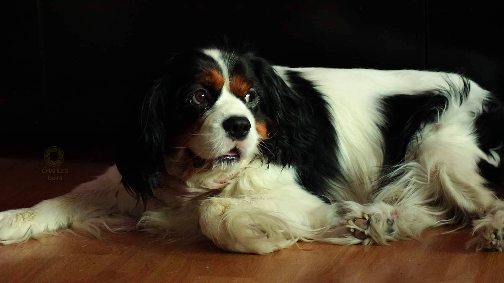 Iro participe au concours pour gagner de l'argent avec cette photo : bored, carnivore, cavalier_king_charles_spaniel, companion_dog, dog, dog_breed, fur, liver, snout, sporting_group, terrestrial_animal, working_animal, working_dog