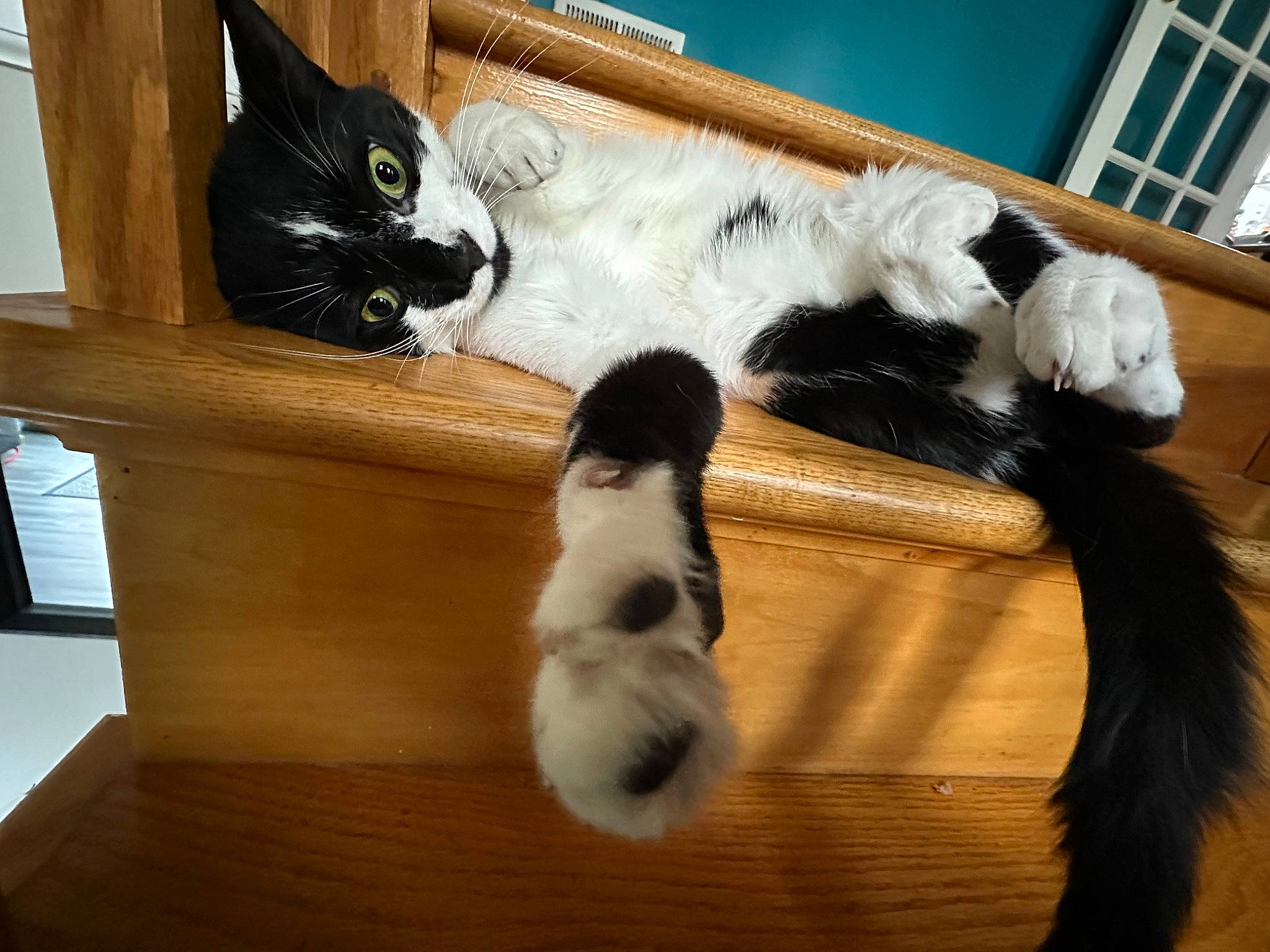 Benito is registered to the contest to win money with this photo: carnivore, cat, claw, comfort, companion_dog, dog_breed, domestic_short_haired_cat, felidae, flooring, fur, hardwood, mammal, paw, room, small_to_medium_sized_cats, tail, vertebrate, whiskers, wood