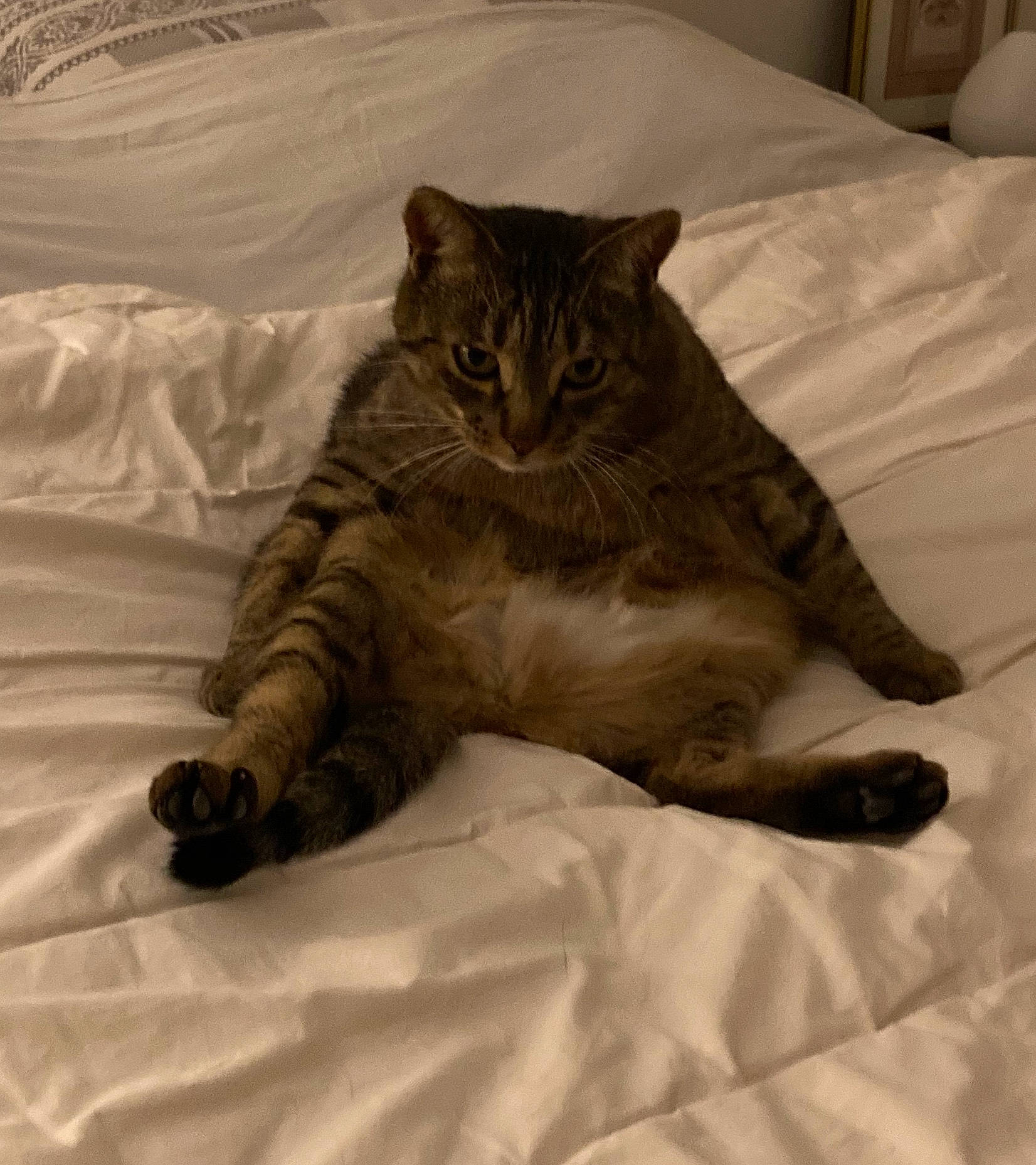 Lala participe au concours pour gagner de l'argent avec cette photo : asian, carnivore, cat, claw, domestic_short_haired_cat, dragon_li, european_shorthair, eye, felidae, fur, mammal, paw, small_to_medium_sized_cats, snout, tabby_cat, whiskers, wild_cat