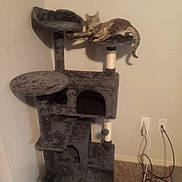 Ava joined the competition — help win amazing prizes! cat, cat_tree, furniture, indoor, pet, gray, platform, lounging, corner, wall, carpet, electrical_outlet, cord, relaxing, animal, scratching_post, toy, home, resting, feline