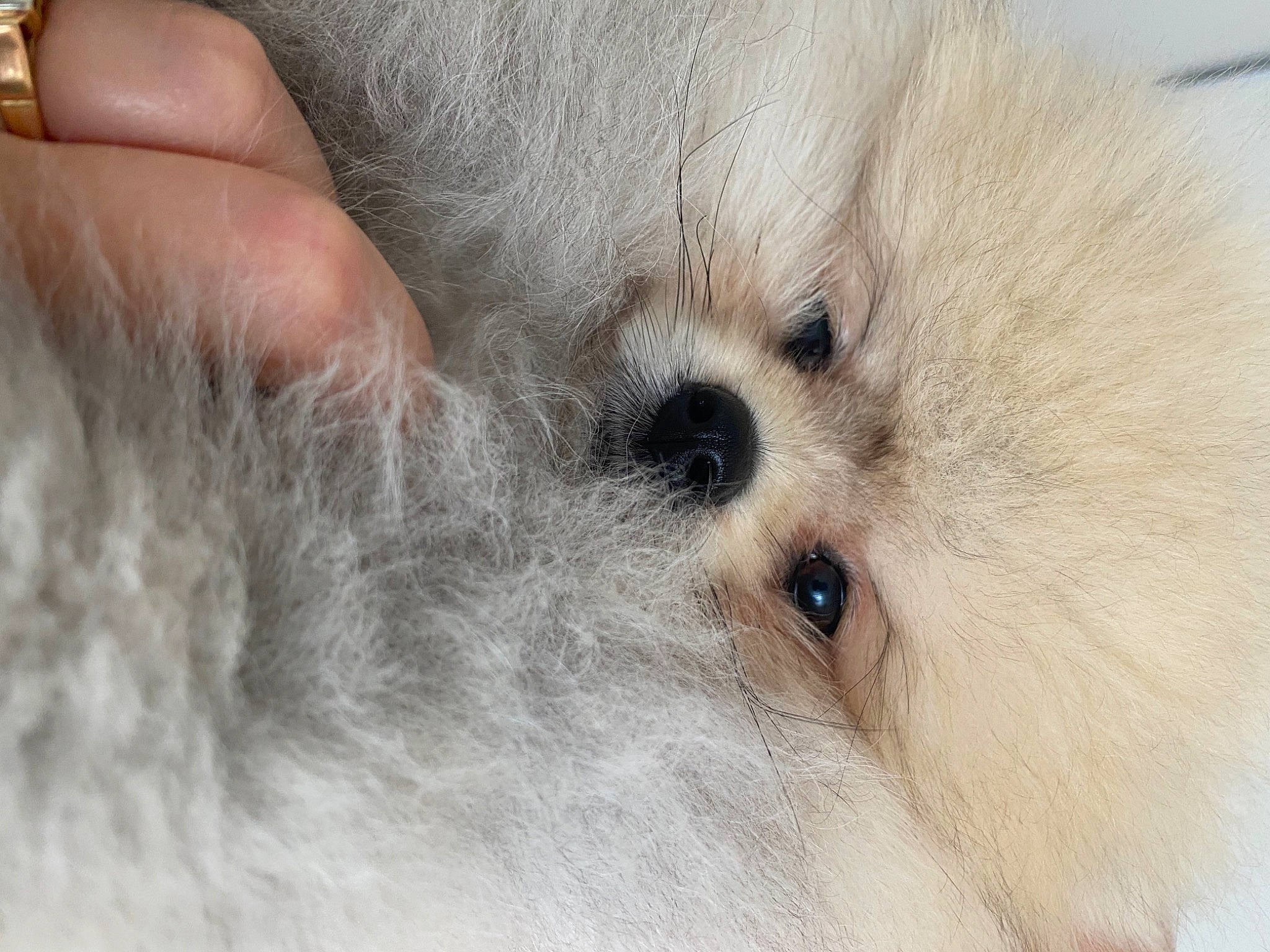 Sharly participe au concours pour gagner de l'argent avec cette photo : canidae, carnivore, companion_dog, corgi_chihuahua, dog, dog_breed, eyelash, fawn, fur, nail, non_sporting_group, paw, puppy, small_to_medium_sized_cats, snout, sporting_group, terrestrial_animal, toy_dog, whiskers, wildlife