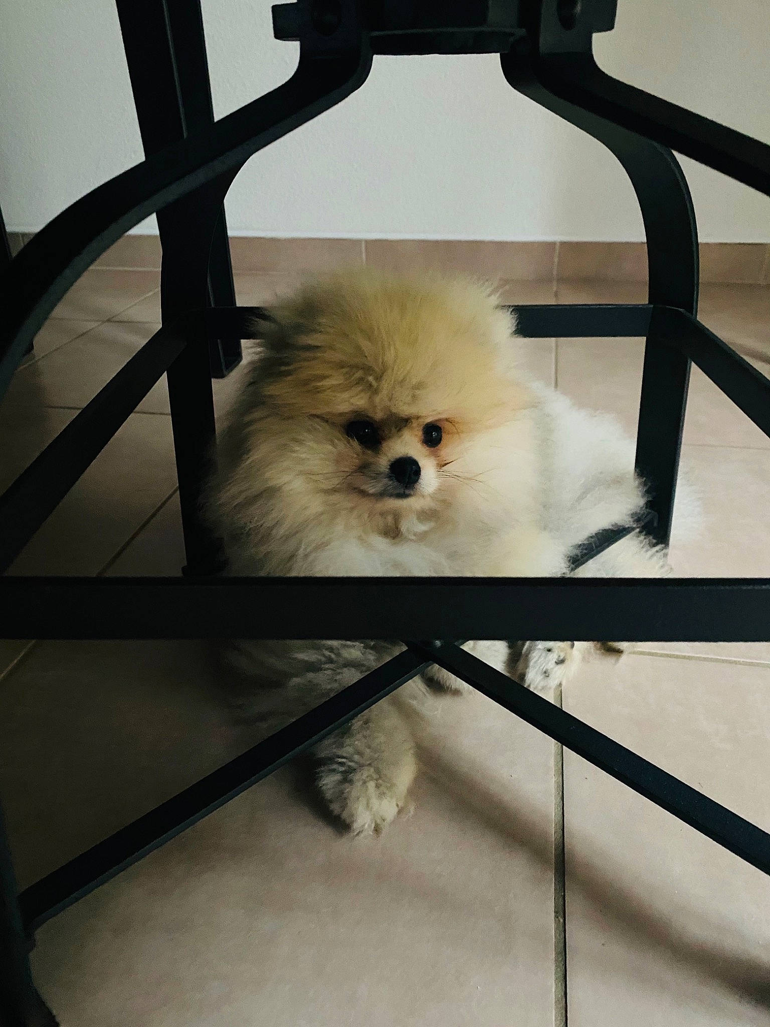 Sharly participe au concours pour gagner de l'argent avec cette photo : canidae, carnivore, companion_dog, dog, dog_breed, fur, maltepoo, metal, monochrome, monochrome_photography, non_sporting_group, puppy, spitz, sporting_group, tail, tints_and_shades, toy_dog, whiskers, wood, working_animal