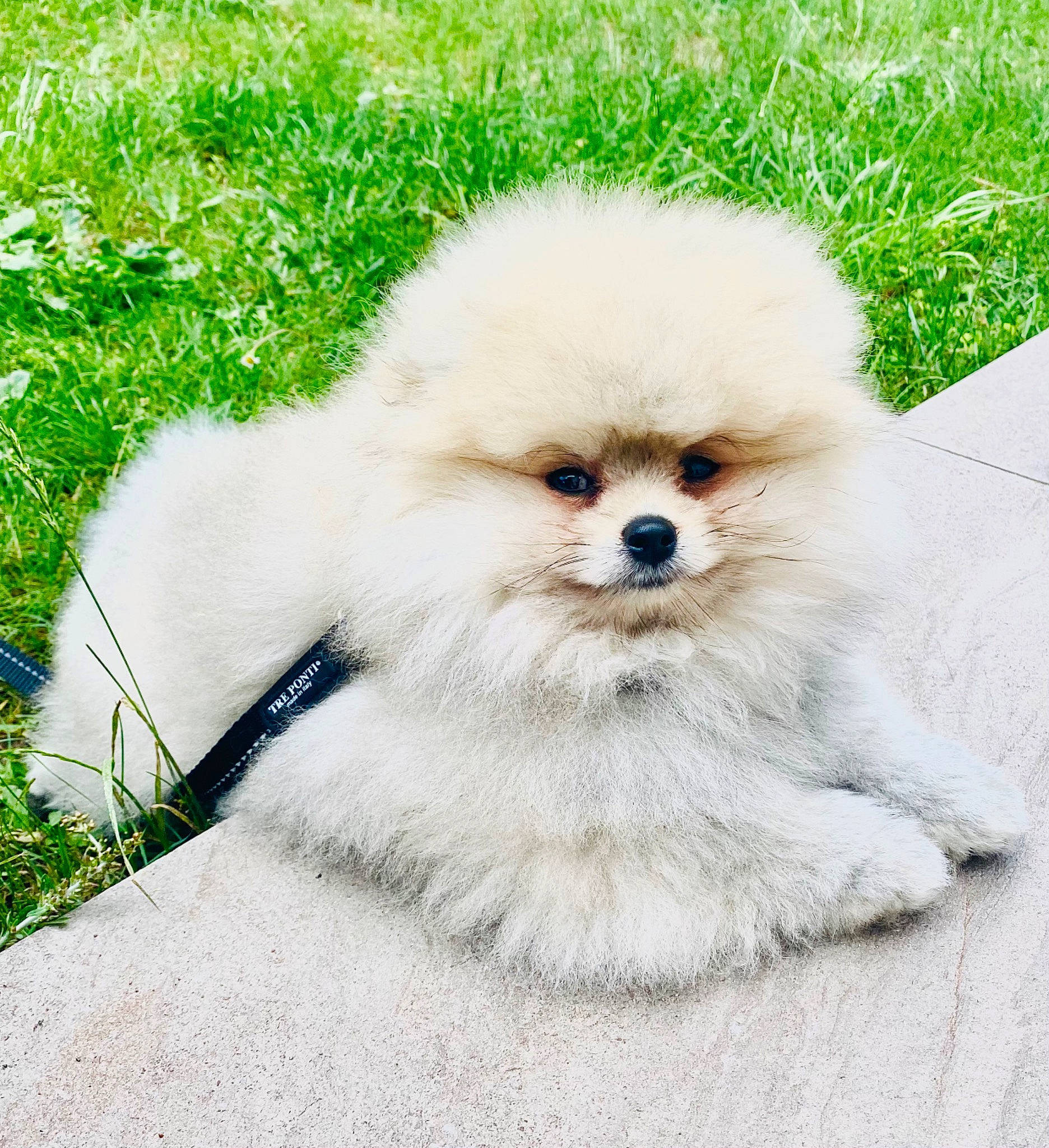 Sharly a rejoint le concours — aidez-le/la à gagner de superbes lots ! ancient_dog_breeds, canidae, carnivore, collar, companion_dog, dog, dog_breed, dog_supply, fawn, fur, grass, liver, maltepoo, plant, snout, sporting_group, tail, toy_dog, volpino_italiano, working_animal