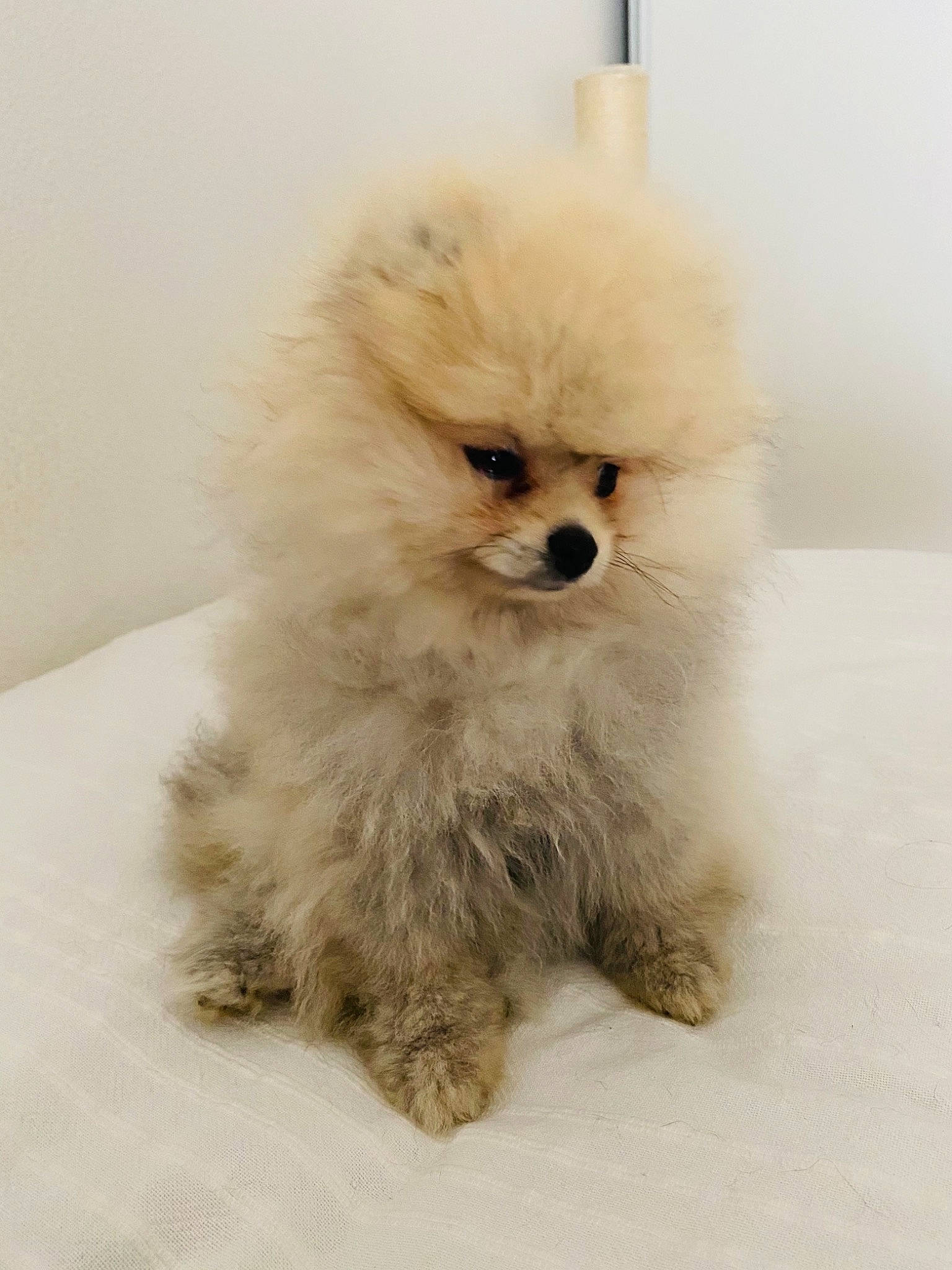 Sharly a rejoint le concours — aidez-le/la à gagner de superbes lots ! ancient_dog_breeds, canidae, carnivore, companion_dog, dog, dog_breed, ear, eye, fawn, fur, german_spitz_klein, head, maltepoo, non_sporting_group, puppy, snout, sporting_group, toy_dog, whiskers, working_animal