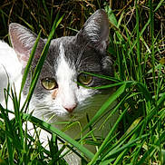 Lilith a rejoint le concours — aidez-le/la à gagner de superbes lots ! animal, camouflage, cat, close_up, curious, daylight, ears, feline, flora, grass, greenery, mammal, nature, outdoor, pet, sunlight, whiskers, white_and_gray, wildflowers, yellow_eyes