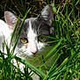 animal, camouflage, cat, close_up, curious, daylight, ears, feline, flora, grass, greenery, mammal, nature, outdoor, pet, sunlight, whiskers, white_and_gray, wildflowers, yellow_eyes