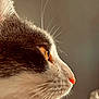 animal, background_blur, cat, close_up, cute, domestic, feline, fur, indoor, mammal, orange_eyes, peaceful, pet, pink_nose, portrait, profile, side_view, soft_light, texture, whiskers