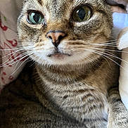 Phil is registered to the contest to win money with this photo: cat, tabby, close_up, green_eyes, whiskers, fur, pet, animal, indoor, blanket, comfort, relaxing, cute, mammal, feline, portrait, domestic, sleepy, soft