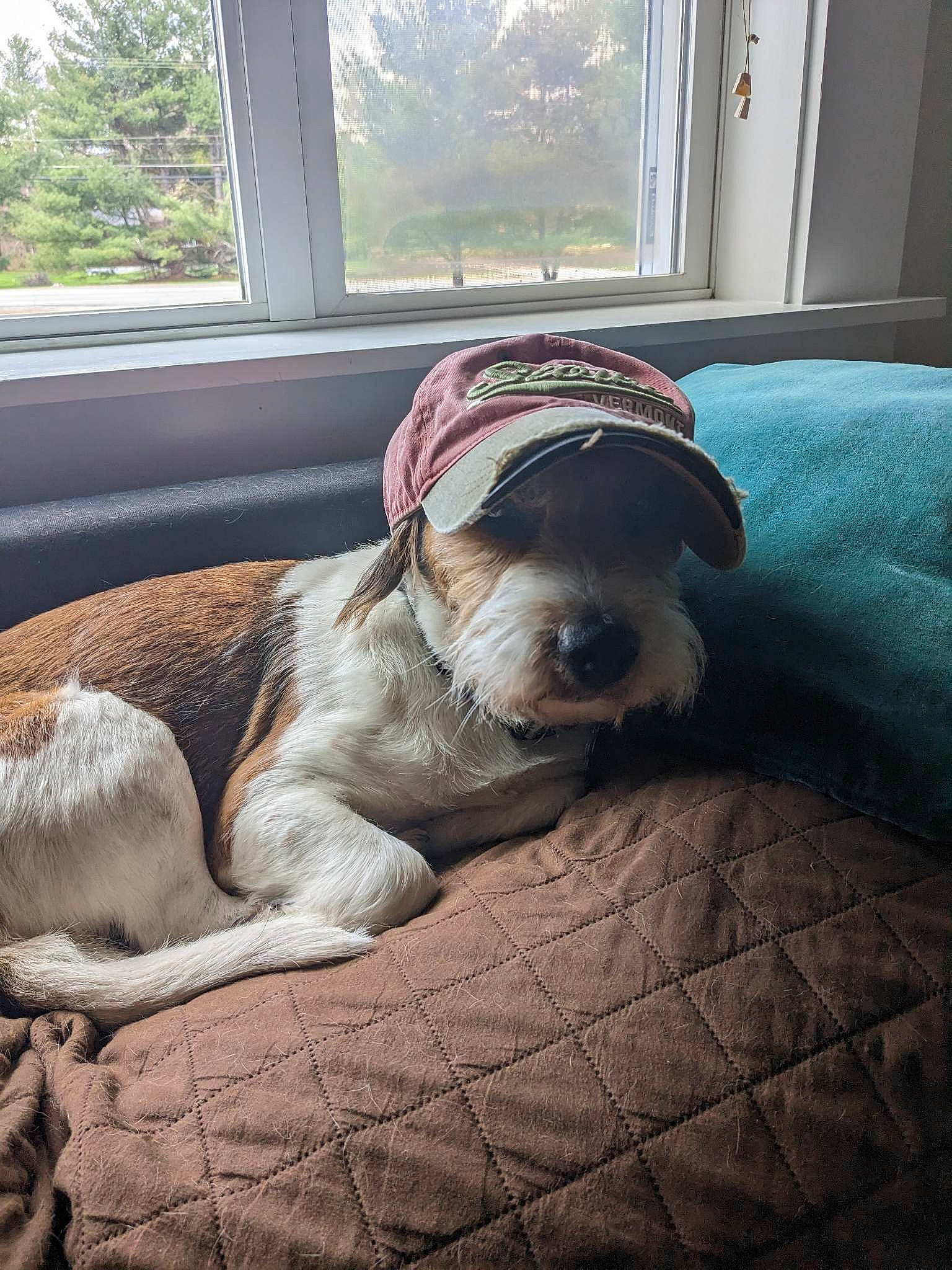 Otto is registered to the contest to win money with this photo: canidae, carnivore, comfort, companion_dog, daylighting, dog, dog_breed, fawn, flooring, mammal, non_sporting_group, snout, sporting_group, terrier, toy_dog, tree, vertebrate, window, working_animal