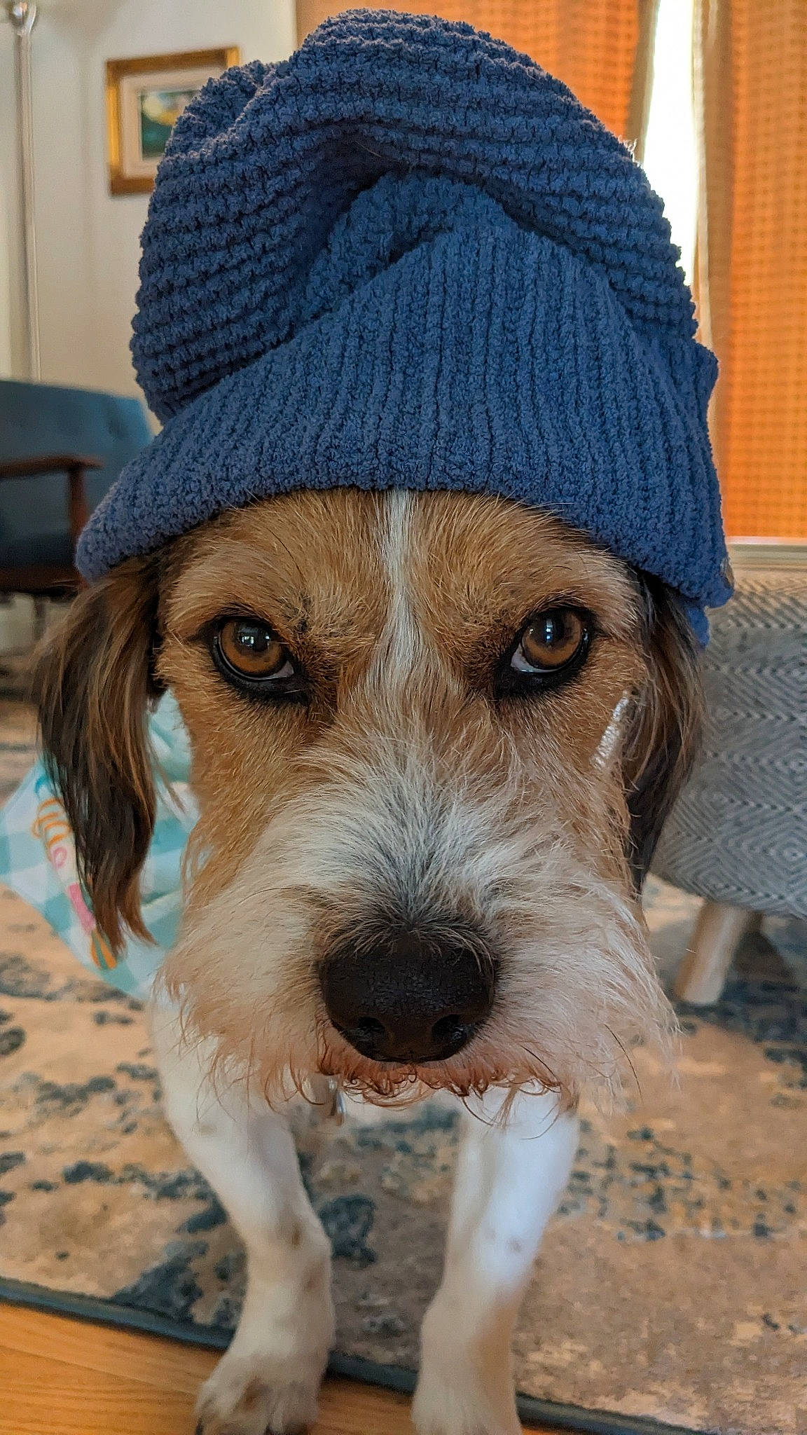 Otto is registered to the contest to win money with this photo: beard, cap, carnivore, companion_dog, dog, dog_breed, dog_clothes, dog_supply, facial_hair, fashion_accessory, fawn, fur, hat, headgear, snout, sporting_group, whiskers, winter, wool, woolen
