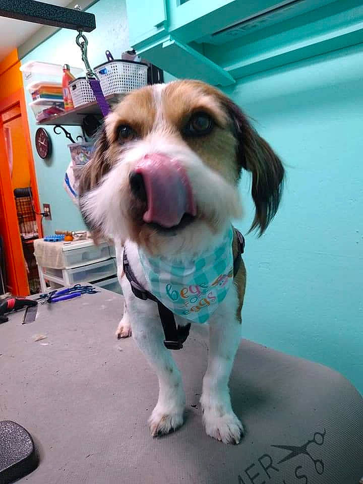 Otto is registered to the contest to win money with this photo: canidae, carnivore, collar, companion_dog, dog, dog_breed, dog_clothes, dog_collar, dog_supply, fawn, fur, leash, liver, non_sporting_group, pet_supply, snout, terrier, toy_dog, whiskers, working_animal