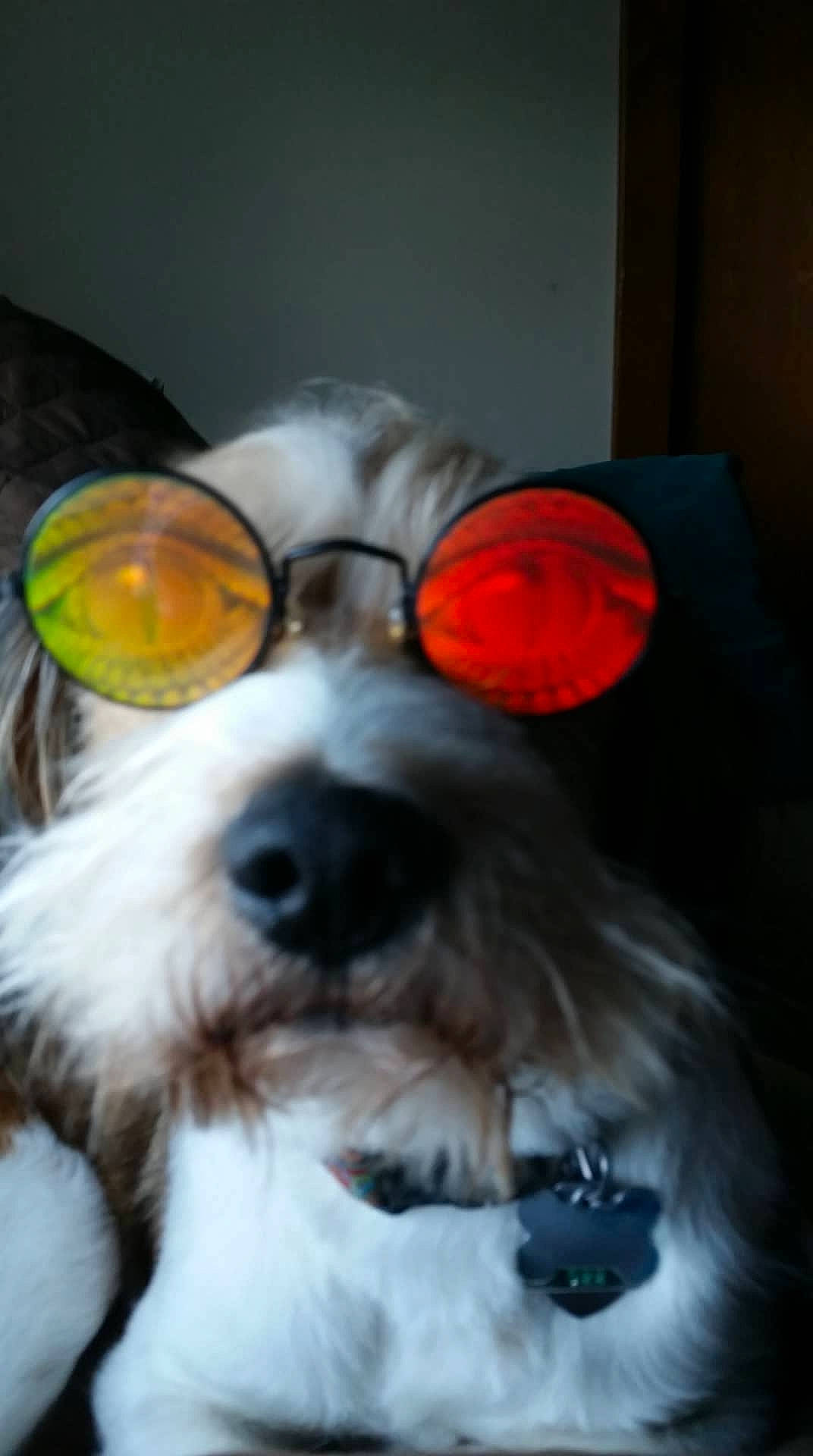Otto is registered to the contest to win money with this photo: canidae, carnivore, companion_dog, dog, dog_breed, dog_supply, ear, eyewear, fashion_accessory, fur, glasses, goggles, personal_protective_equipment, snout, sporting_group, sunglasses, toy_dog, vision_care, whiskers, working_animal