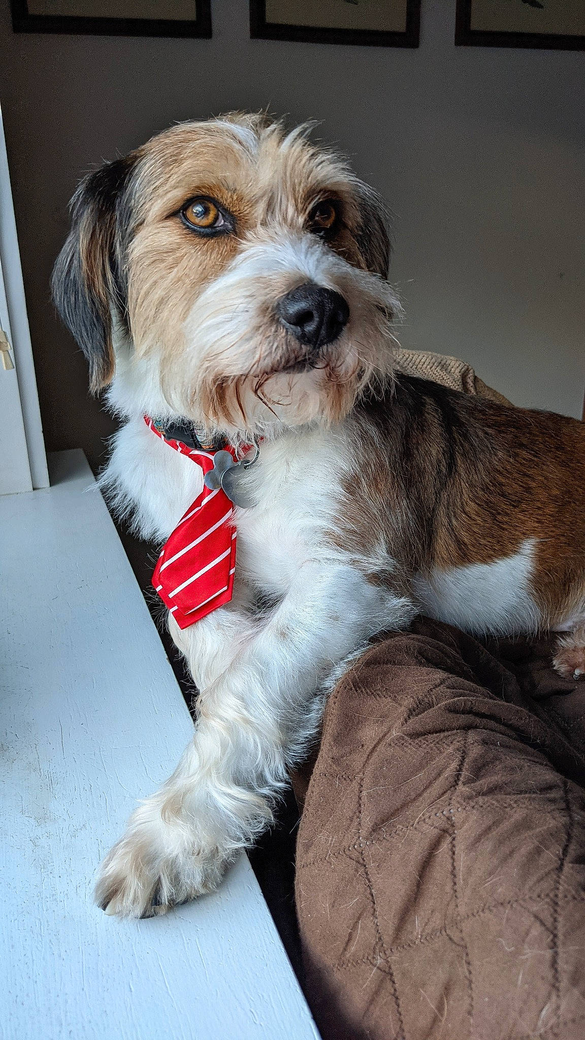 Otto joined the competition — help win amazing prizes! biewer_terrier, canidae, carnivore, collar, companion_dog, dog, dog_breed, dog_collar, dog_supply, fur, liver, maltepoo, non_sporting_group, small_terrier, snout, sporting_group, terrier, toy_dog, water_dog, working_animal