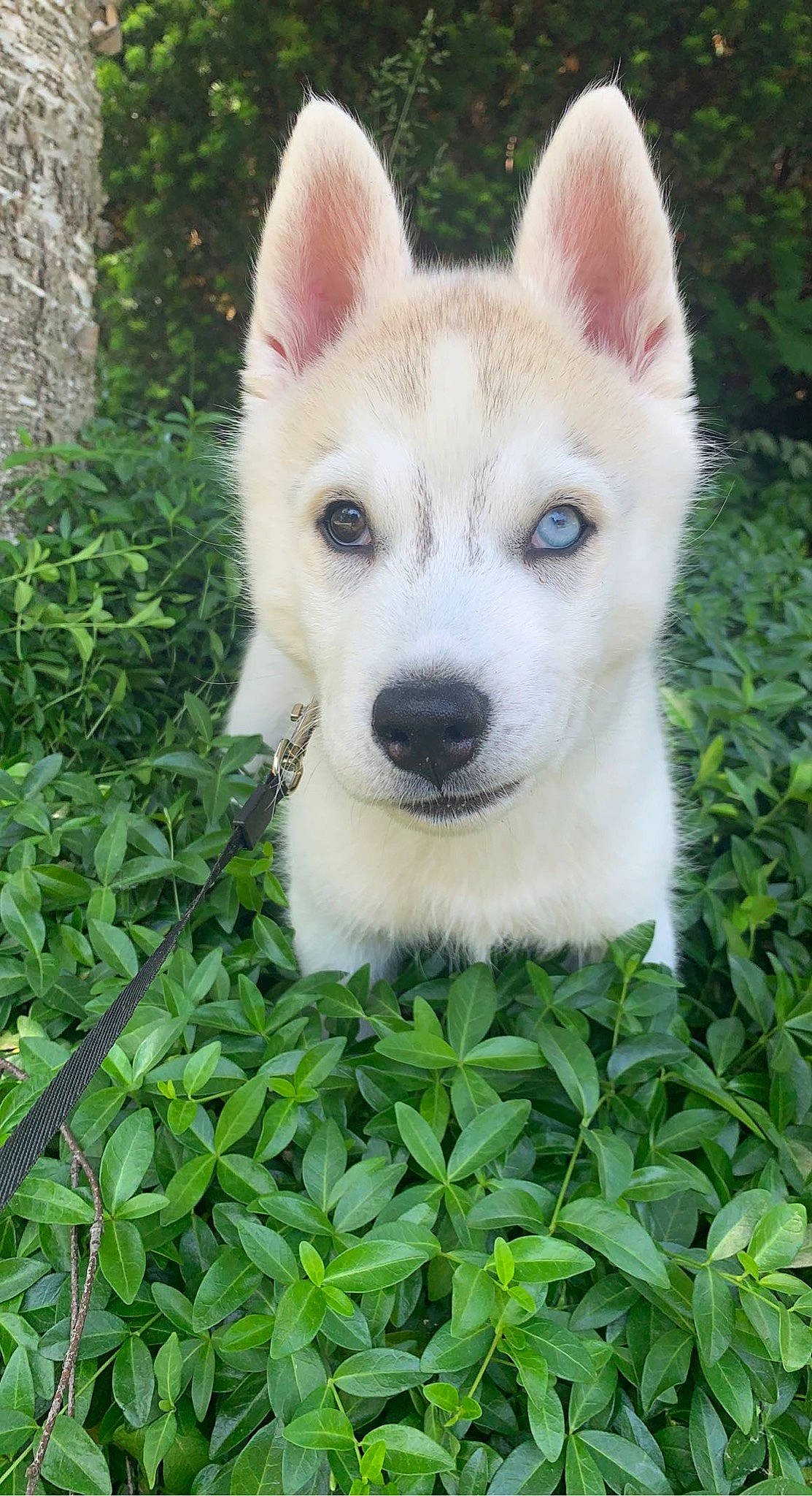 Balto joined the competition — help win amazing prizes! canidae, carnivore, collar, companion_dog, dog, dog_breed, eye, fawn, fur, grass, groundcover, plant, snout, sporting_group, tail, terrestrial_animal, whiskers, wildlife, working_animal, working_dog