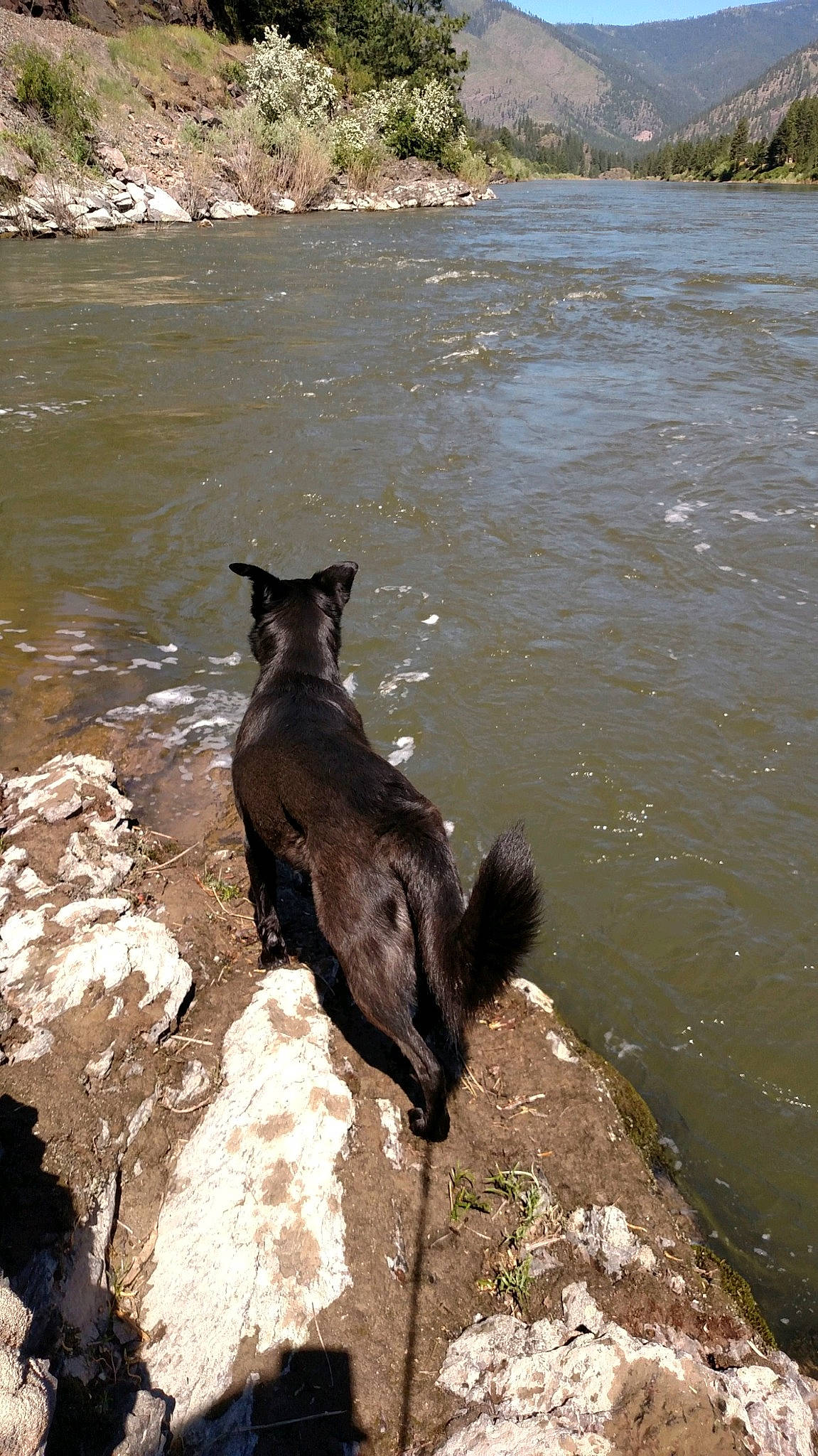 Bluie joined the competition — help win amazing prizes! bank, canidae, carnivore, river, water, wildlife