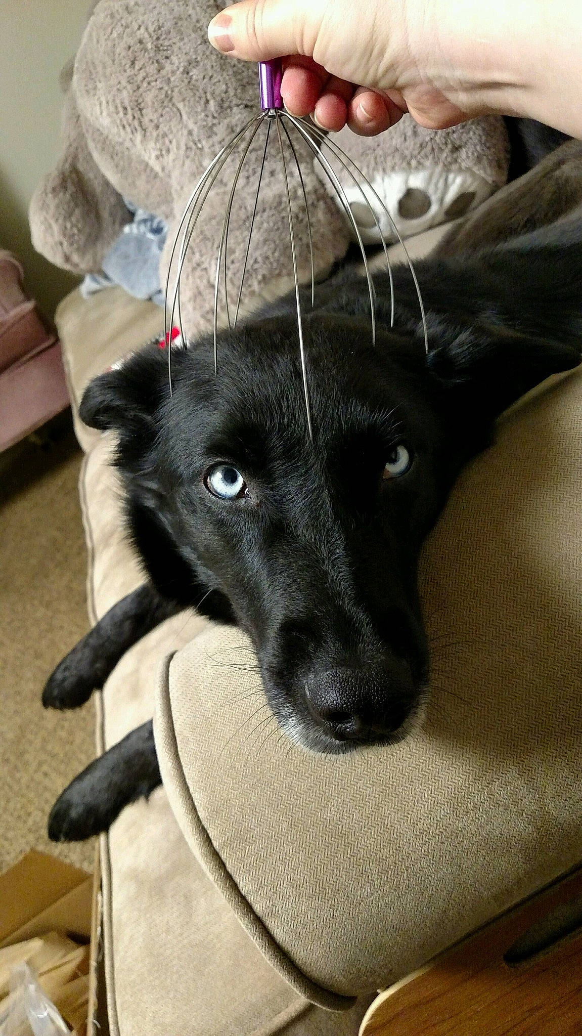 Bluie joined the competition — help win amazing prizes! black_norwegian_elkhound, borador, canidae, carnivore, dog, dog_breed, ear, formosan_mountain_dog, mammal, puppy, rare_breed_dog, schipperke, snout, sporting_group, whiskers