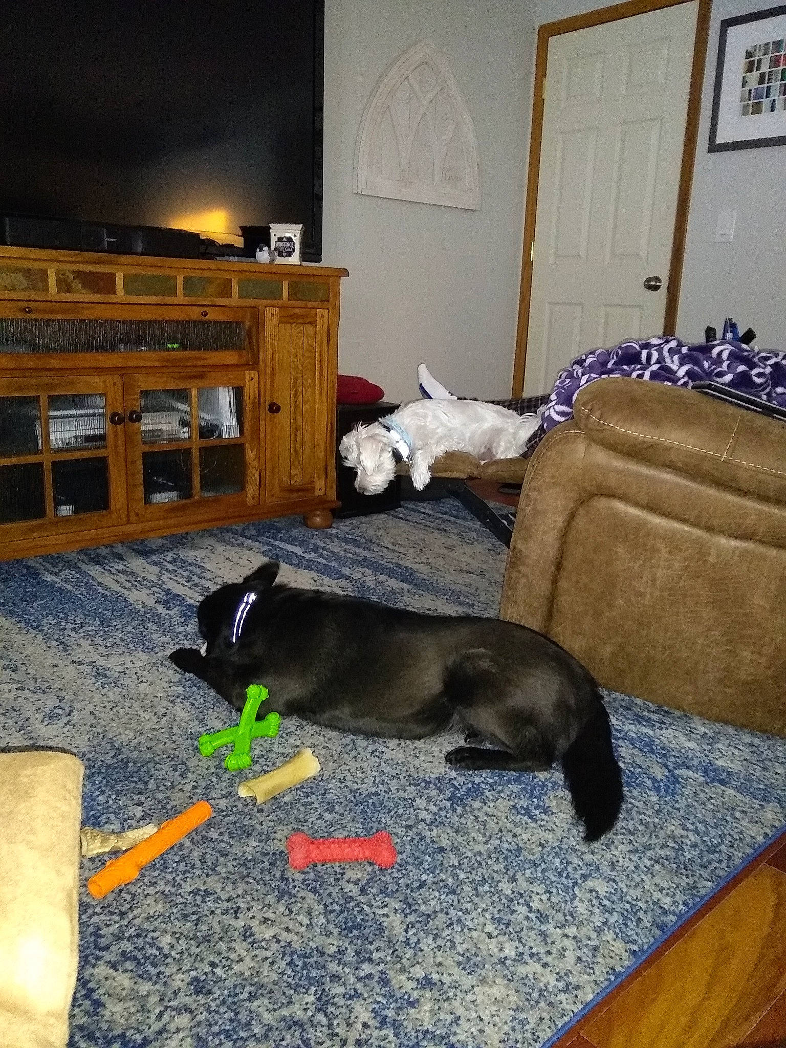 Bluie joined the competition — help win amazing prizes! canidae, carnivore, cat, felidae, floor, flooring, furniture, hardwood, living_room, room, small_to_medium_sized_cats