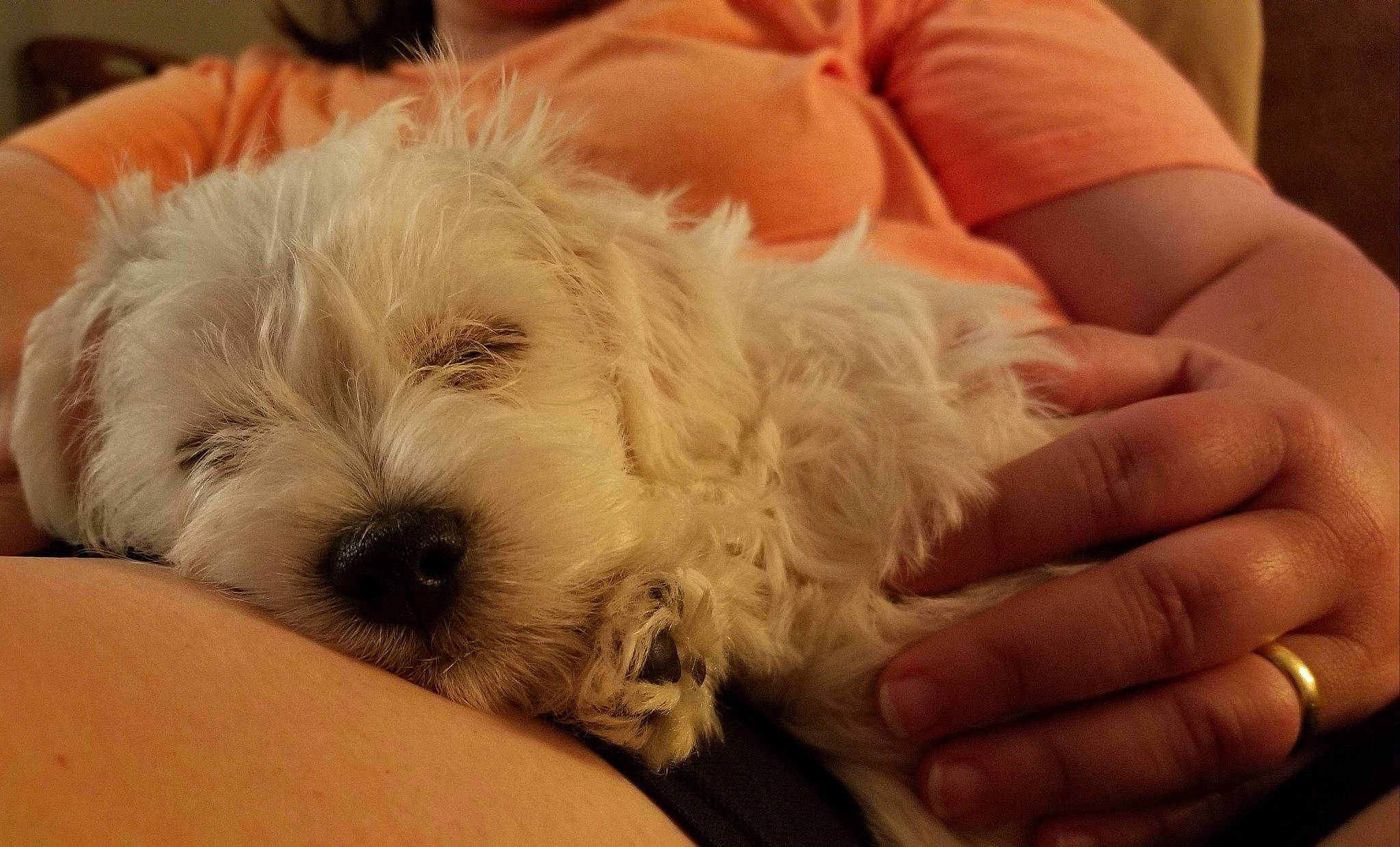 Bixby is registered to the contest to win money with this photo: bolonka, canidae, carnivore, cavapoo, cockapoo, companion_dog, coton_de_tulear, dog, dog_breed, havanese, maltepoo, maltese, mammal, puppy, puppy_love, schnoodle, skin, terrier, toy_dog, west_highland_white_terrier