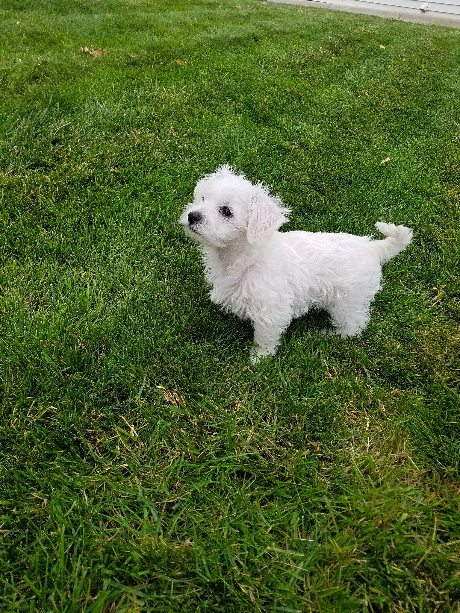 Bixby joined the competition — help win amazing prizes! bichon, bichon_frise, bolognese, canidae, carnivore, companion_dog, coton_de_tulear, dog, dog_breed, grass, havanese, maltepoo, maltese, mammal, non_sporting_group, puppy, rare_breed_dog, terrier, vertebrate, west_highland_white_terrier