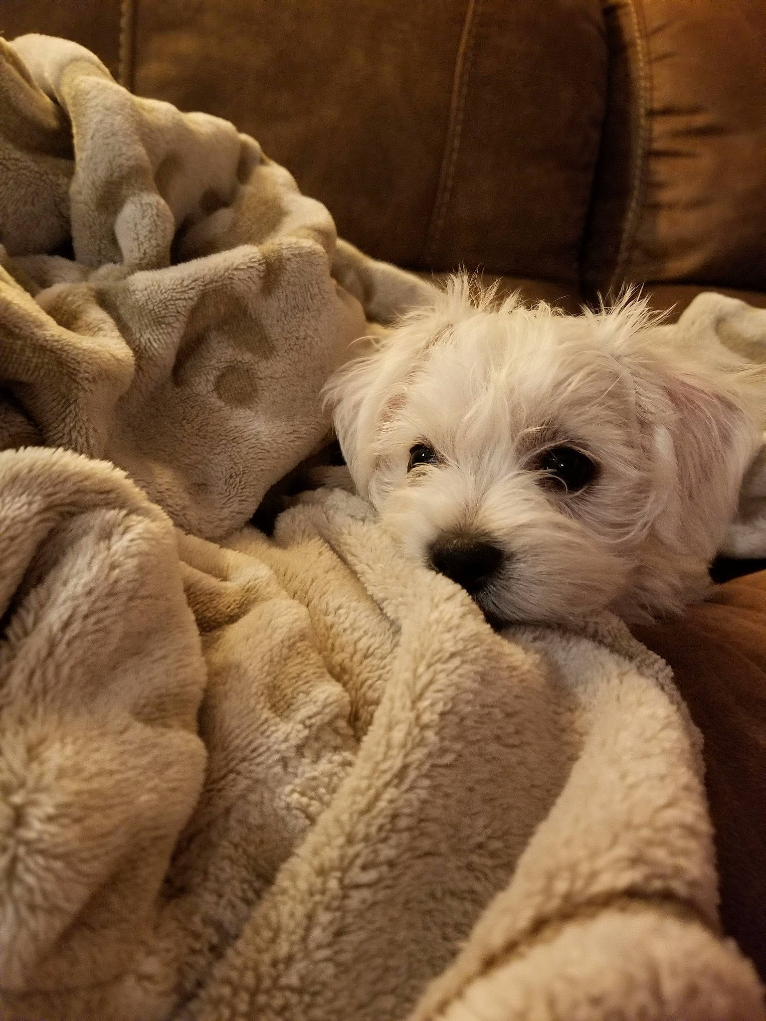 Bixby joined the competition — help win amazing prizes! bichon, canidae, carnivore, cavapoo, companion_dog, dog, dog_breed, maltese, mammal, morkie, non_sporting_group, puppy, puppy_love, rare_breed_dog, schnoodle, snout, terrier, toy_dog, vertebrate, west_highland_white_terrier