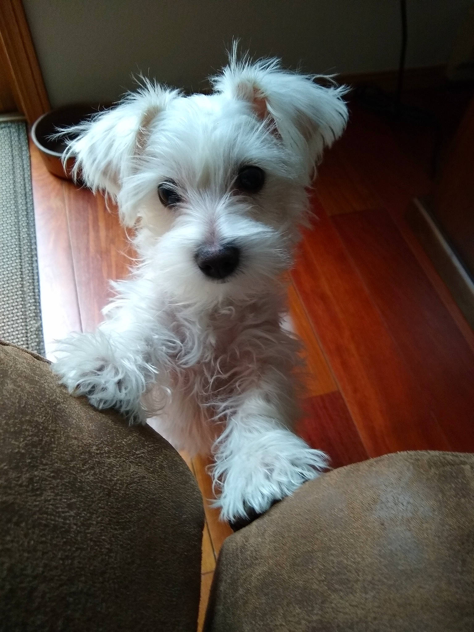 Bixby joined the competition — help win amazing prizes! bolognese, bolonka, canidae, carnivore, companion_dog, dog, dog_breed, maltepoo, maltese, mammal, morkie, puppy, rare_breed_dog, schnoodle, snout, sporting_lucas_terrier, terrier, toy_dog, vertebrate, west_highland_white_terrier