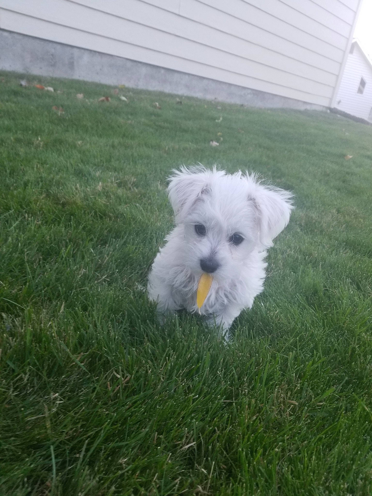 Bixby joined the competition — help win amazing prizes! bichon, bichon_frise, bolognese, bolonka, canidae, carnivore, companion_dog, dog, dog_breed, grass, havanese, maltese, mammal, non_sporting_group, puppy, rare_breed_dog, schnoodle, sporting_lucas_terrier, terrier, west_highland_white_terrier