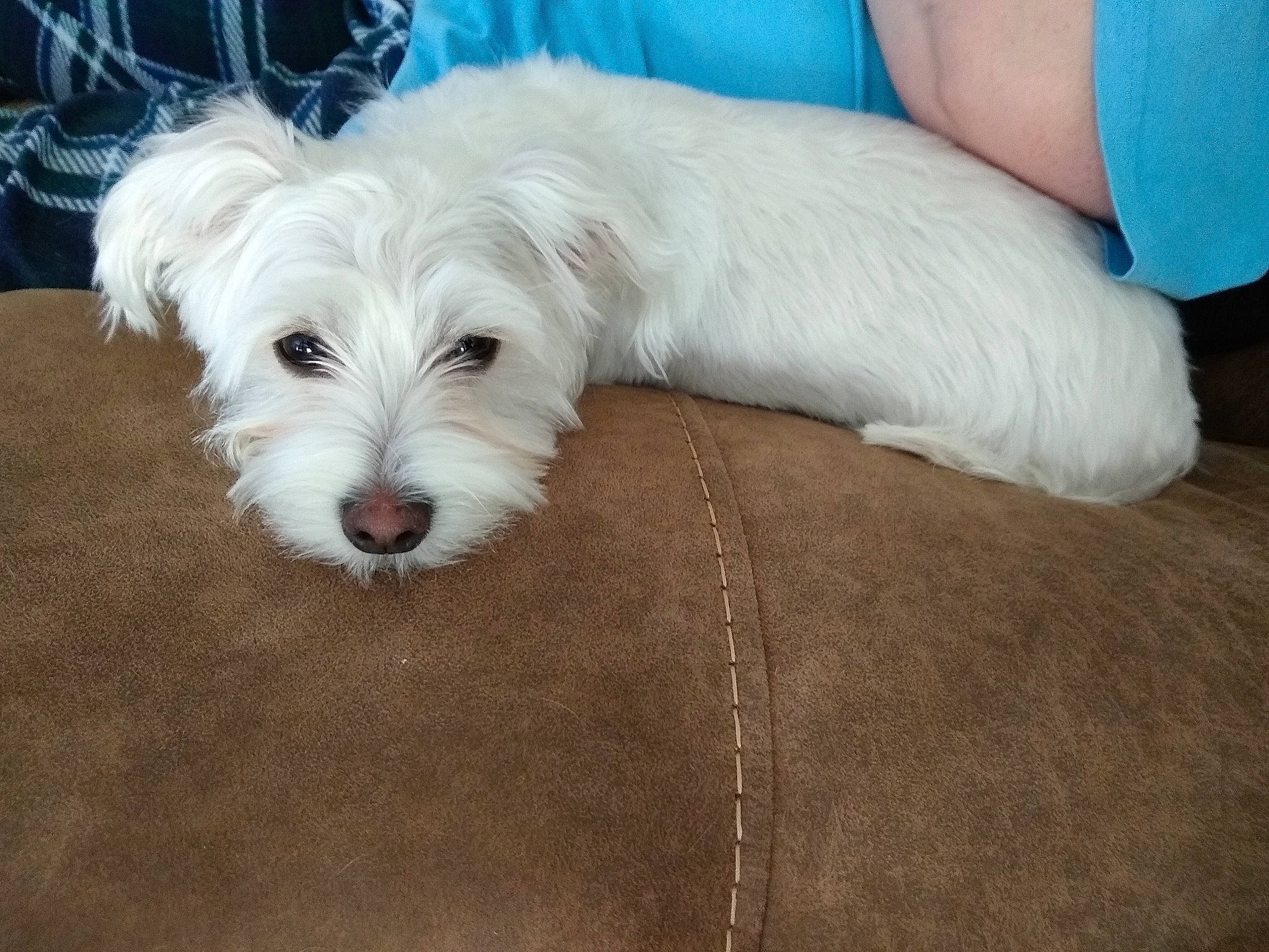 Bixby joined the competition — help win amazing prizes! canidae, carnivore, companion_dog, coton_de_tulear, dog, dog_breed, havanese, maltepoo, maltese, mammal, non_sporting_group, puppy, rare_breed_dog, schnoodle, small_terrier, sporting_lucas_terrier, terrier, toy_dog, vertebrate, west_highland_white_terrier