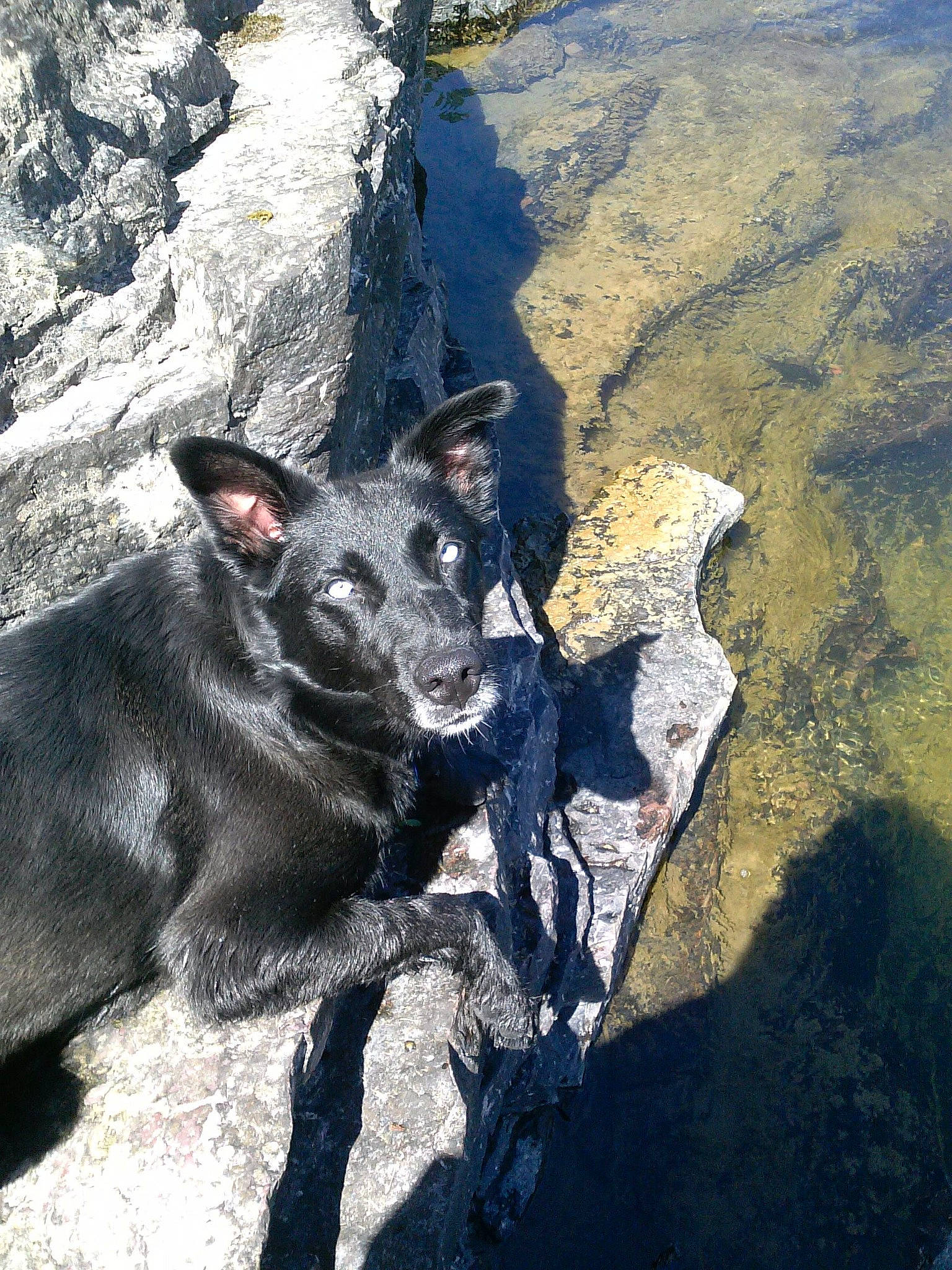 Bluie is registered to the contest to win money with this photo: black_norwegian_elkhound, canidae, carnivore, dog, dog_breed, formosan_mountain_dog, rock, snout, sporting_group