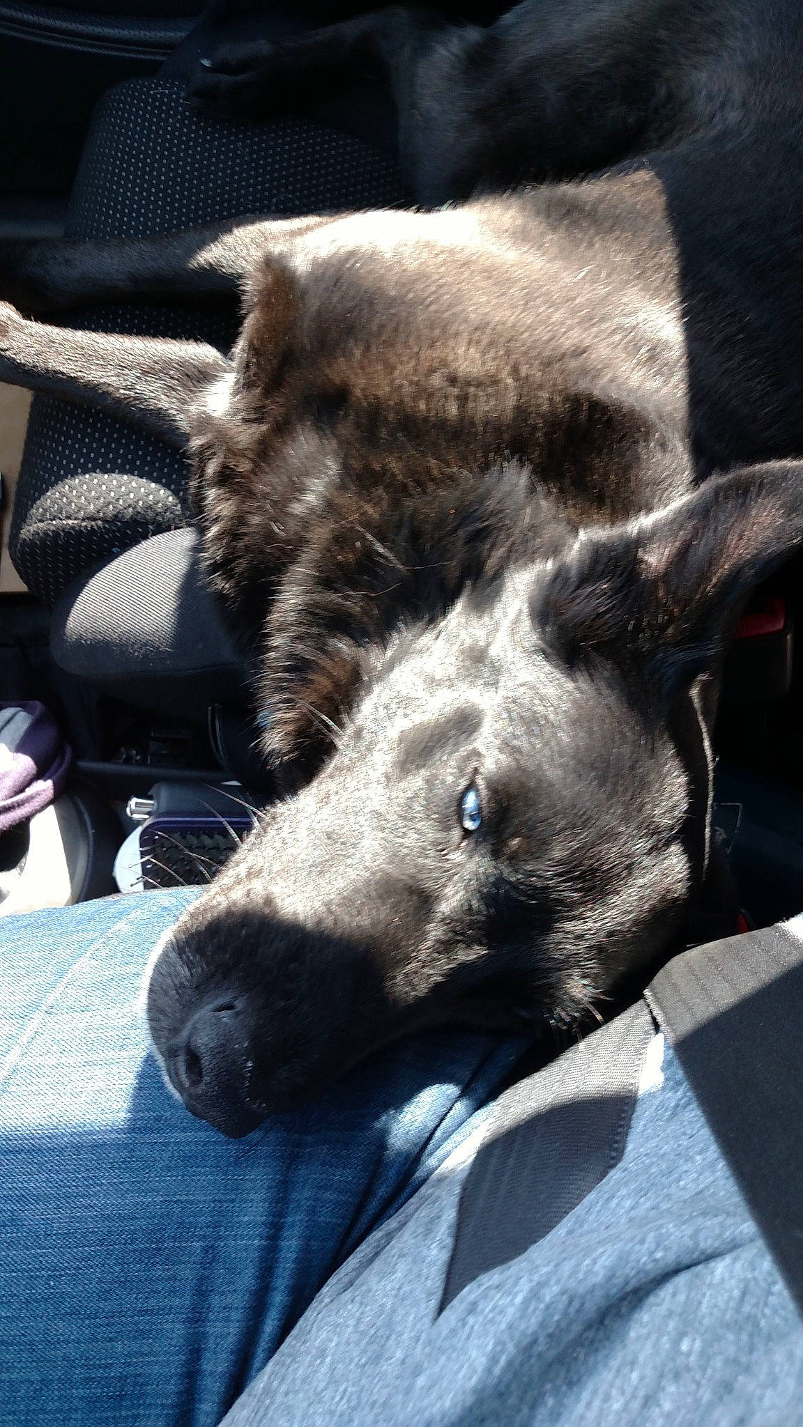 Bluie is registered to the contest to win money with this photo: canidae, carnivore, dog, dog_breed, ear, lurcher, mammal, non_sporting_group, nose, peruvian_hairless_dog, puppy, snout, street_dog, vertebrate, whippet, whiskers