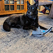 Bluie is registered to the contest to win money with this photo: animal, black_dog, blue_eyes, carpet, casual_clothing, dog, floor, furniture, home, indoor, paw, person, pet, plush_toy, relaxing, resting, shoe, toy, whale_toy, wooden_cabinet