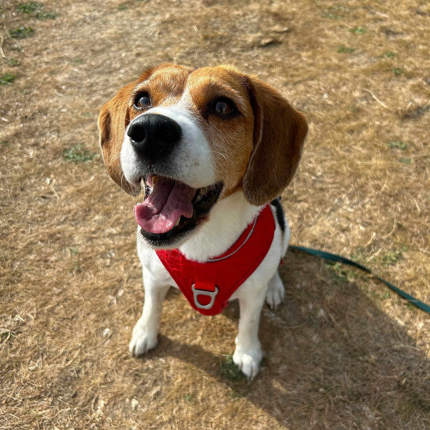 Polka a rejoint le concours — aidez-le/la à gagner de superbes lots ! animal, beagle, brown, canine, cute, daylight, dog, ears, grass, happy, harness, looking_up, mouth, nose, outdoor, pet, playful, sitting, tongue, white