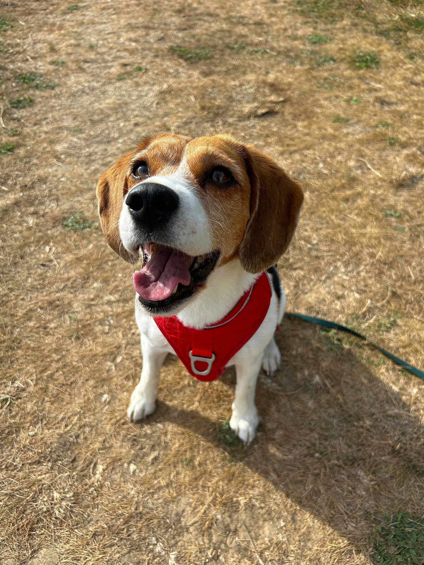 Polka a rejoint le concours — aidez-le/la à gagner de superbes lots ! dog, beagle, canine, pet, outdoor, grass, harness, brown, white, tongue, happy, sitting, animal, ears, nose, mouth, daylight, cute, playful, looking_up