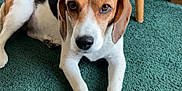 Polka participe au concours pour gagner de l'argent avec cette photo : dog, beagle, carpet, green_carpet, wooden_chair, indoor, pet, animal, lying_down, floor, fur, ears, paws, looking_at_camera, brown_white_black, household, cozy, home, domestic, canine