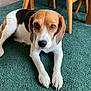 dog, beagle, carpet, green_carpet, wooden_chair, indoor, pet, animal, lying_down, floor, fur, ears, paws, looking_at_camera, brown_white_black, household, cozy, home, domestic, canine