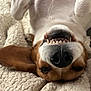 dog, pet, smile, teeth, upside_down, blanket, cozy, ear, nose, fur, relaxed, cute, animal, canine, indoor, close_up, whiskers, happy, playful, brown_and_white