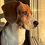 Polka a rejoint le concours — aidez-le/la à gagner de superbes lots ! dog, beagle, pet, window, sunlight, indoor, close_up, animal, fur, portrait, looking_out, brown, white, ears, snout, nose, reflection, calm, domestic, canine