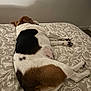 Polka a rejoint le concours — aidez-le/la à gagner de superbes lots ! dog, sleeping, bed, blanket, pattern, brown, white, black, paw, resting, indoors, fur, animal, pet, quiet, relaxation, cozy, canine, sprawled, peaceful