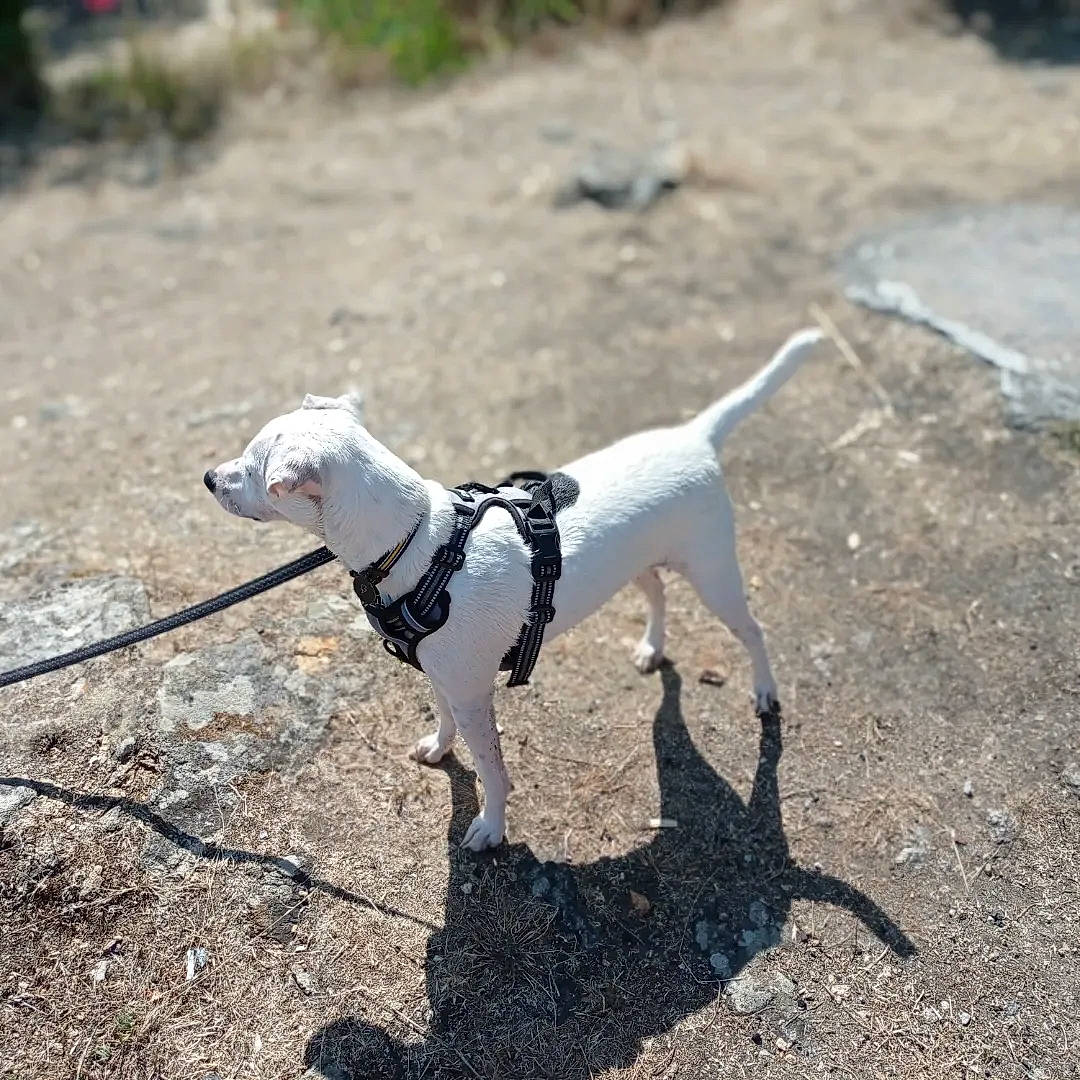 Tokyo a rejoint le concours — aidez-le/la à gagner de superbes lots ! canidae, carnivore, collar, companion_dog, dog, dog_breed, dog_collar, dog_supply, fashion_accessory, fawn, leash, pet_supply, plant, road_surface, shadow, soil, sporting_group, tail, terrestrial_animal, working_animal