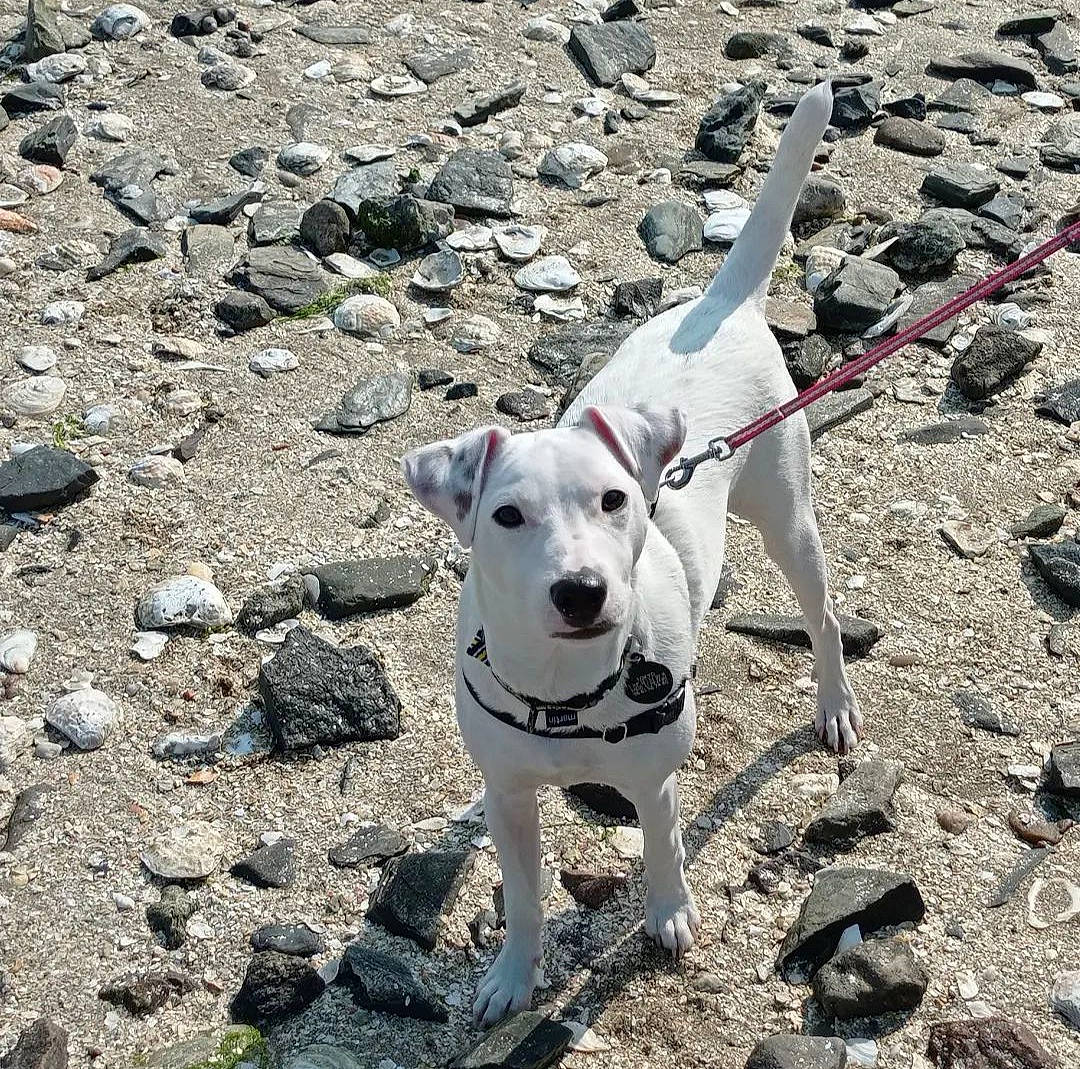 Tokyo participe au concours pour gagner de l'argent avec cette photo : adventure, canidae, carnivore, collar, companion_dog, dog, dog_breed, dog_collar, dog_supply, fashion_accessory, fawn, leash, non_sporting_group, pet_supply, soil, sporting_group, tail, tracking_trial, working_animal