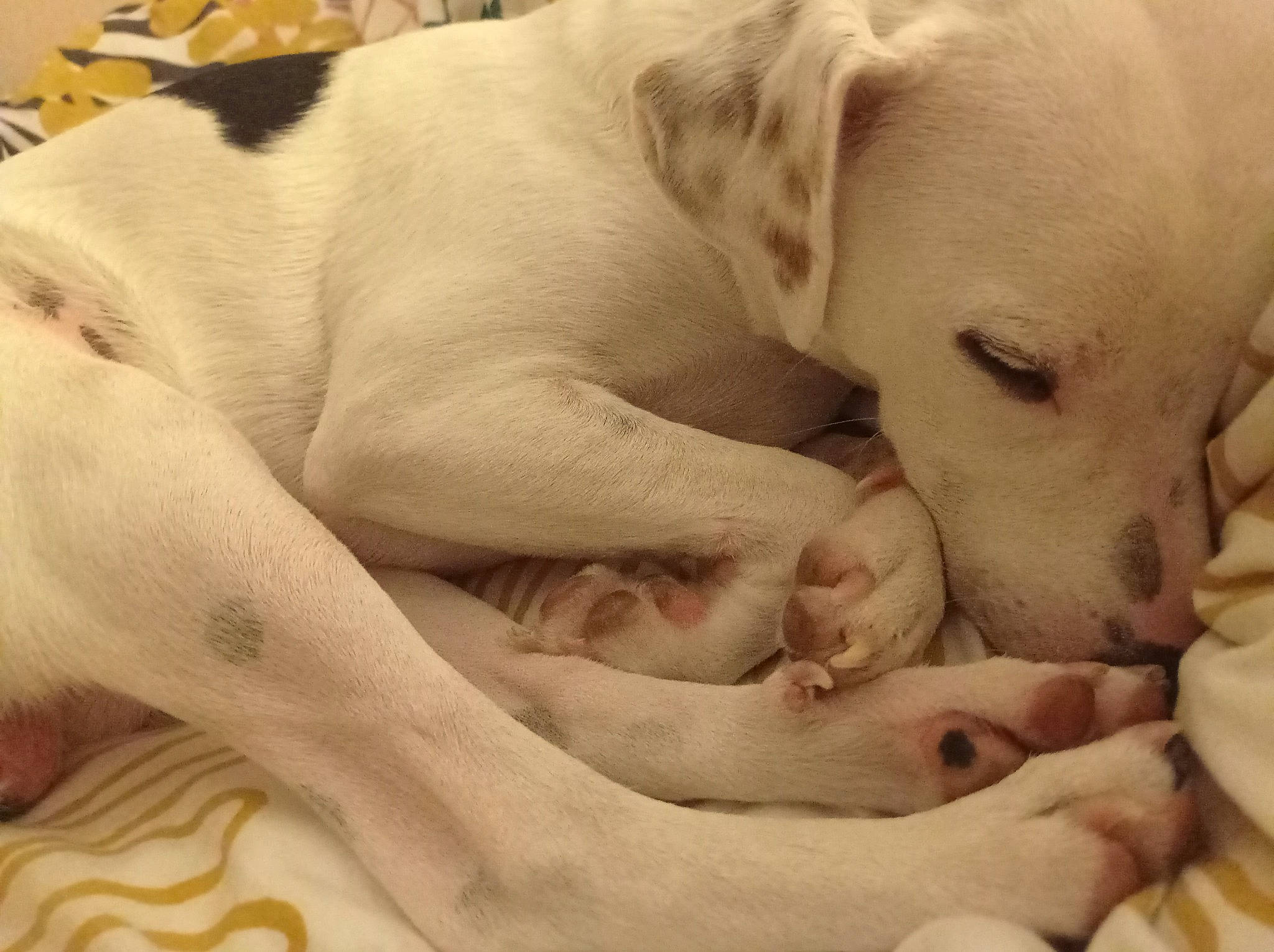 Tokyo participe au concours pour gagner de l'argent avec cette photo : canidae, carnivore, comfort, companion_dog, dog, dog_breed, fawn, guard_dog, nap, non_sporting_group, paw, puppy_love, sleep, snout, sporting_group, street_dog, terrestrial_animal, whiskers, working_animal