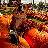 animal, autumn, corgi, dog, dress, fall, festive, grass, happy, leash, nature, orange, outdoor, pet, portrait, pumpkin, pumpkin_patch, seasonal, smiling, sunlight