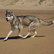 Vaïana a rejoint le concours — aidez-le/la à gagner de superbes lots ! dog, husky, sand, desert, dunes, outdoor, animal, pet, walking, sunny, blue_sky, nature, mammal, fur, canine, playful, landscape, summer, daytime, active