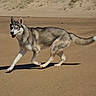 dog, husky, sand, desert, dunes, outdoor, animal, pet, walking, sunny, blue_sky, nature, mammal, fur, canine, playful, landscape, summer, daytime, active