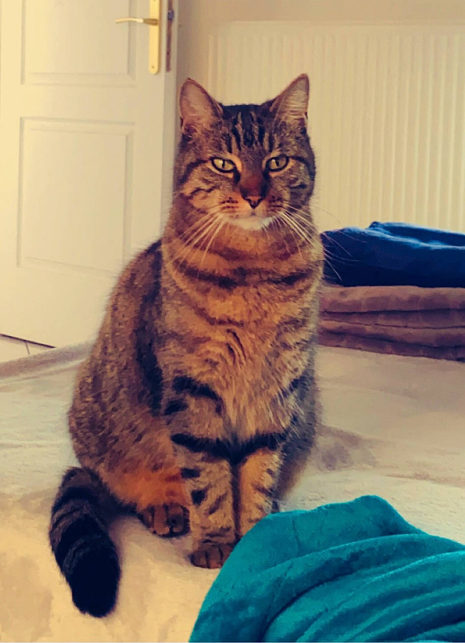 Mallow a rejoint le concours — aidez-le/la à gagner de superbes lots ! carnivore, cat, comfort, domestic_short_haired_cat, door, eye, felidae, flooring, fur, iris, paw, rectangle, sitting, small_to_medium_sized_cats, snout, square, tail, terrestrial_animal, whiskers, window