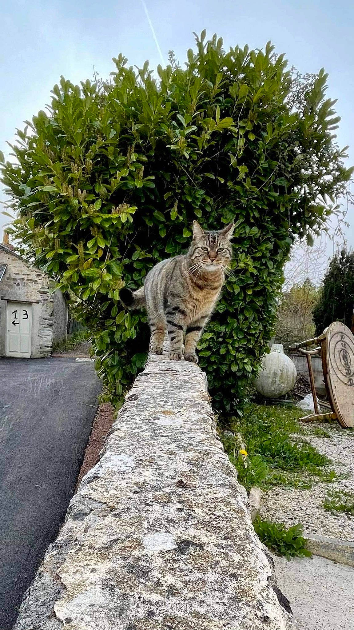 Mallow participe au concours pour gagner de l'argent avec cette photo : asphalt, carnivore, cat, cobblestone, domestic_short_haired_cat, felidae, flooring, grass, landscape, plant, road, road_surface, shrub, sky, small_to_medium_sized_cats, snout, tail, tree, whiskers, wood