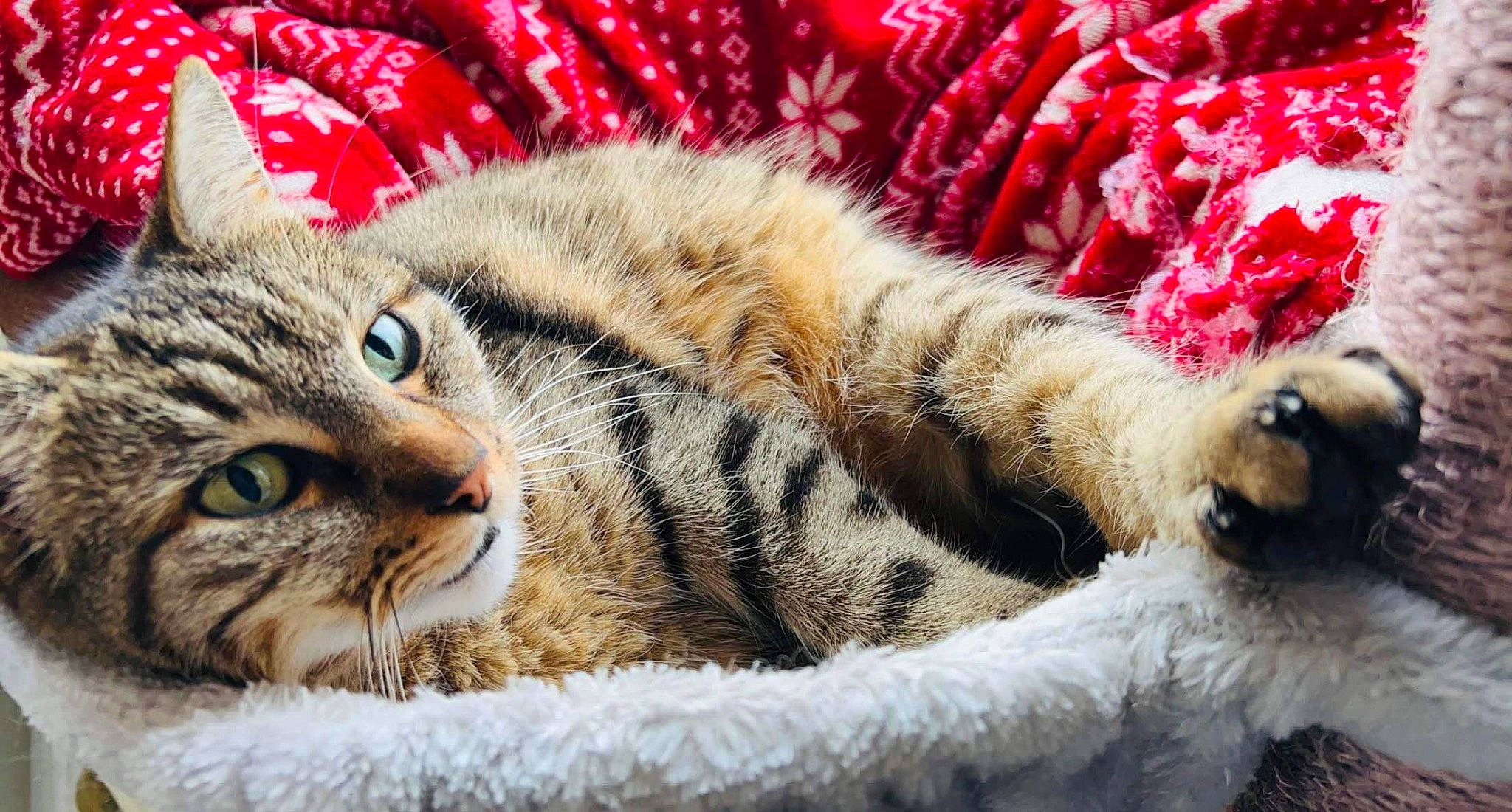 Mallow participe au concours pour gagner de l'argent avec cette photo : carnivore, cat, claw, comfort, domestic_short_haired_cat, felidae, fur, grass, nap, pattern, paw, sleep, small_to_medium_sized_cats, snout, terrestrial_animal, whiskers, wildlife