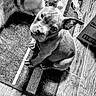 dog, puppy, pet, sitting, head_tilt, portrait, black_and_white, indoors, rug, carpet, wood_floor, cardboard_box, chew_toy, cute, curious, funny, ears, paws, animal, home